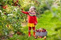 Little girl picking apple in fruit garden Royalty Free Stock Photo