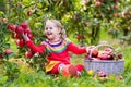 Little girl picking apple in fruit garden Royalty Free Stock Photo