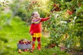 Little girl picking apple in fruit garden Royalty Free Stock Photo