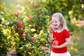 Little girl picking apple in fruit garden Royalty Free Stock Photo