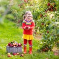 Little girl picking apple in fruit garden Royalty Free Stock Photo
