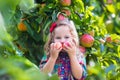 Little girl picking apples from tree in a fruit orchard Royalty Free Stock Photo