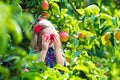 Little girl picking apples from tree in a fruit orchard Royalty Free Stock Photo