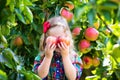 Little girl picking apples from tree in a fruit orchard Royalty Free Stock Photo