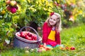 Little girl picking apples from tree in a fruit orchard Royalty Free Stock Photo