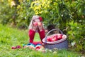 Little girl picking apples from tree in a fruit orchard Royalty Free Stock Photo