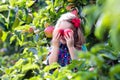 Little girl picking apples from tree in a fruit orchard Royalty Free Stock Photo