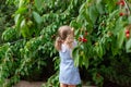 Little girl picking cherries from a garden tree. Healthy eating. Royalty Free Stock Photo