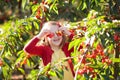 Little girl picking cherry in fruit garden Royalty Free Stock Photo