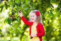 Little girl picking cherry in fruit garden Royalty Free Stock Photo