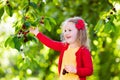 Little girl picking cherry in fruit garden Royalty Free Stock Photo