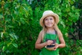 Little girl picking and eating black currant berries Royalty Free Stock Photo