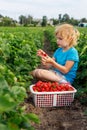 Little girl picking and eating strawberries at the field. Child gathering berries in summer season on local farm. Royalty Free Stock Photo