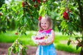 Little girl picking fresh cherry berry in the garden Royalty Free Stock Photo