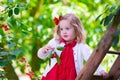 Little girl picking fresh cherry berry in the garden Royalty Free Stock Photo