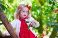 Little girl picking fresh cherry berry in the garden Royalty Free Stock Photo