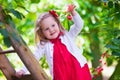 Little girl picking fresh cherry berry in the garden Royalty Free Stock Photo