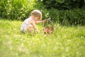 Little girl picking strawberries Royalty Free Stock Photo