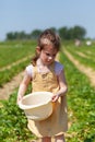 Little girl picking strawberries in the field on a sunny summer day Royalty Free Stock Photo