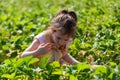 little girl picking strawberries in the field on a sunny summer day Royalty Free Stock Photo