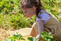 Little girl picking strawberries in the field on a summer day Royalty Free Stock Photo
