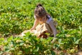 Little girl picking strawberries in a strawberry field in the summertime Royalty Free Stock Photo