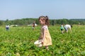 Adorable little girl picking strawberries on a sunny summer day in the field Royalty Free Stock Photo