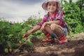Little girl picking strawberry on a farm field.  Strawberry in a kid hand against background of flowers Royalty Free Stock Photo