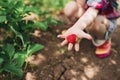 Little girl picking strawberry on a farm field.  Strawberry in a kid hand against background of flowers Royalty Free Stock Photo