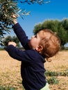 Little girl picks olives from the plant