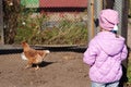 Little girl in a pink jacket looks at the chicken Royalty Free Stock Photo