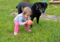 Little girl playing ball with labrador on summer lawn Royalty Free Stock Photo