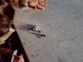 Little girl playing with bombs, colorful firecrackers