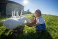 Little girl playing with geese Royalty Free Stock Photo