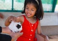 Little girl playing with a guinea pig in a petting zoo sellective focus on guinea pig Royalty Free Stock Photo