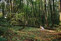 Little girl playing with her bear in the woods. girl sitting on Royalty Free Stock Photo