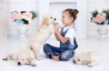 Little girl playing with Puppies Retriever Royalty Free Stock Photo