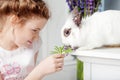 Little girl playing with real rabbit. Child and white bunny on Easter on flower background. Toddler kid feeding pet animal. Kids Royalty Free Stock Photo