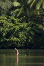 Little girl playing in the river. Royalty Free Stock Photo