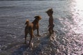 A little girl playing with a stray dog on the beach sand in the background lighting, abandoned animals in India, Royalty Free Stock Photo