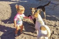 A little girl playing with stray dogs, abandoned animals in India, childlike spontaneity. Royalty Free Stock Photo