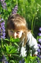 Little girl playing in sunny blooming forest, looking out from grass. Toddler child picking lupine flowers. Kids play outdoors. Su Royalty Free Stock Photo