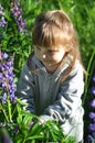 Little girl playing in sunny blooming forest, looking out from grass. Toddler child picking lupine flowers. Kids play outdoors. Su Royalty Free Stock Photo