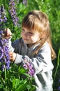 Little girl playing in sunny blooming forest, looking out from grass. Toddler child picking lupine flowers. Kids play outdoors. Su Royalty Free Stock Photo