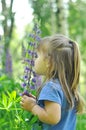 Little girl playing in sunny blooming forest. Toddler child picking lupine flowers. Kids play outdoors. Summer fun for family with Royalty Free Stock Photo