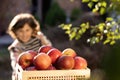 Little girl playing in tree orchard. Cute girl eating red delicious fruit. Child picking apples on farm in autumn Royalty Free Stock Photo