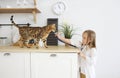 Little girl playing veterinary with her kitten on the kitchen Royalty Free Stock Photo