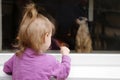 Little girl pointing at meerkat