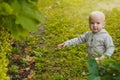 Little girl points to grapes growing on a bush. The child eats fresh fruits and berries from garden. Royalty Free Stock Photo