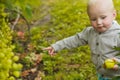 Little girl points to grapes growing on a bush. The child eats fresh fruits and berries from the garden. Organic farming, the Royalty Free Stock Photo